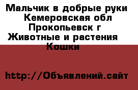 Мальчик в добрые руки. - Кемеровская обл., Прокопьевск г. Животные и растения » Кошки   